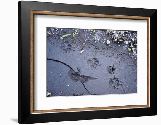 Animal tracks in the muddy bottom, close-up-David & Micha Sheldon-Framed Photographic Print