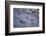 Animal tracks in the muddy bottom, close-up-David & Micha Sheldon-Framed Photographic Print