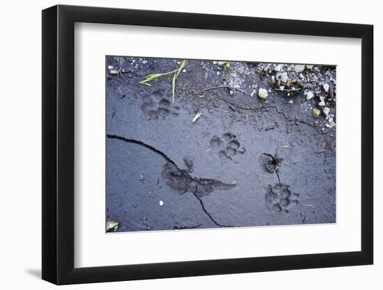 Animal tracks in the muddy bottom, close-up-David & Micha Sheldon-Framed Photographic Print