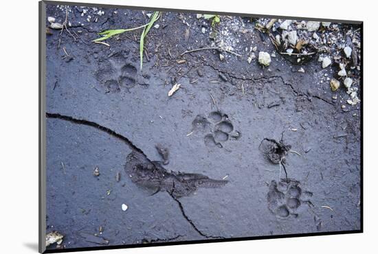 Animal tracks in the muddy bottom, close-up-David & Micha Sheldon-Mounted Photographic Print