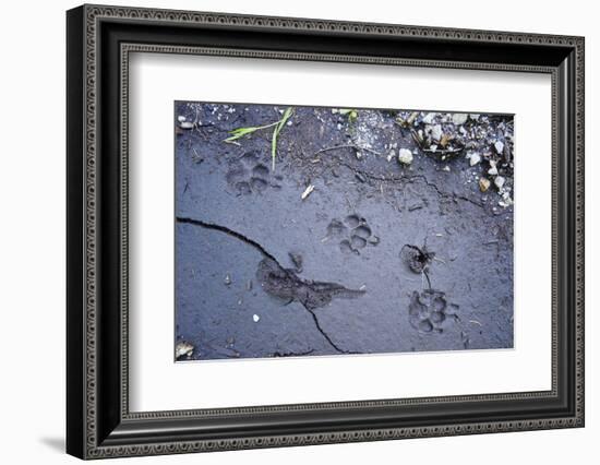 Animal tracks in the muddy bottom, close-up-David & Micha Sheldon-Framed Photographic Print