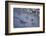 Animal tracks in the muddy bottom, close-up-David & Micha Sheldon-Framed Photographic Print