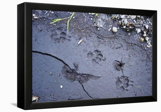 Animal tracks in the muddy bottom, close-up-David & Micha Sheldon-Framed Premier Image Canvas