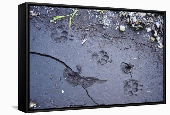 Animal tracks in the muddy bottom, close-up-David & Micha Sheldon-Framed Premier Image Canvas
