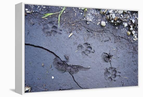 Animal tracks in the muddy bottom, close-up-David & Micha Sheldon-Framed Premier Image Canvas