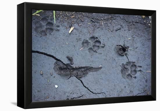 Animal tracks in the muddy bottom, close-up-David & Micha Sheldon-Framed Premier Image Canvas