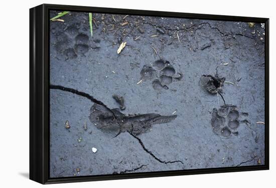 Animal tracks in the muddy bottom, close-up-David & Micha Sheldon-Framed Premier Image Canvas