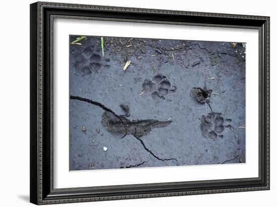 Animal tracks in the muddy bottom, close-up-David & Micha Sheldon-Framed Photographic Print