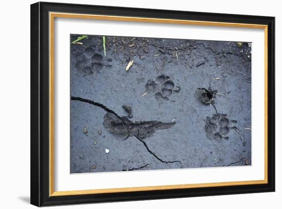 Animal tracks in the muddy bottom, close-up-David & Micha Sheldon-Framed Photographic Print