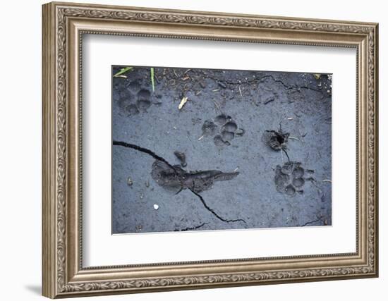 Animal tracks in the muddy bottom, close-up-David & Micha Sheldon-Framed Photographic Print