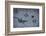 Animal tracks in the muddy bottom, close-up-David & Micha Sheldon-Framed Photographic Print