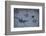 Animal tracks in the muddy bottom, close-up-David & Micha Sheldon-Framed Photographic Print