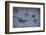 Animal tracks in the muddy bottom, close-up-David & Micha Sheldon-Framed Photographic Print