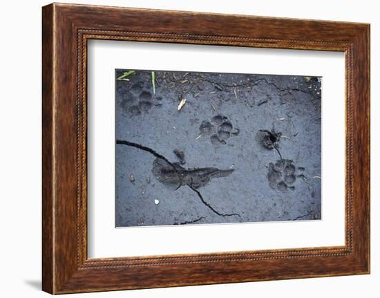 Animal tracks in the muddy bottom, close-up-David & Micha Sheldon-Framed Photographic Print