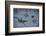 Animal tracks in the muddy bottom, close-up-David & Micha Sheldon-Framed Photographic Print