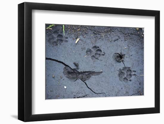 Animal tracks in the muddy bottom, close-up-David & Micha Sheldon-Framed Photographic Print