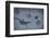 Animal tracks in the muddy bottom, close-up-David & Micha Sheldon-Framed Photographic Print