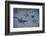 Animal tracks in the muddy bottom, close-up-David & Micha Sheldon-Framed Photographic Print