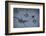 Animal tracks in the muddy bottom, close-up-David & Micha Sheldon-Framed Photographic Print