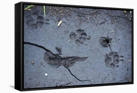 Animal tracks in the muddy bottom, close-up-David & Micha Sheldon-Framed Stretched Canvas