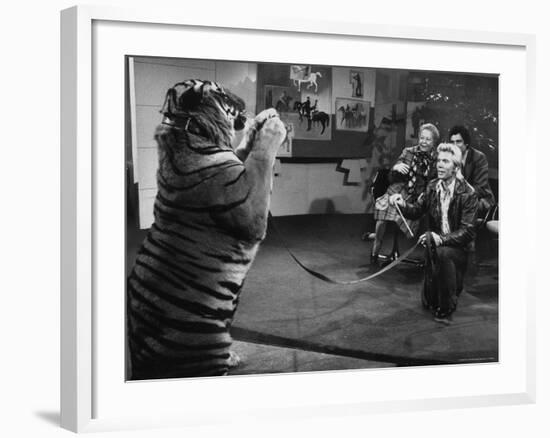 Animal Trainer Gunther Gebel Williams on "Panorama" with Guest Martha Mitchell and Maury Povich-Walter Bennett-Framed Premium Photographic Print