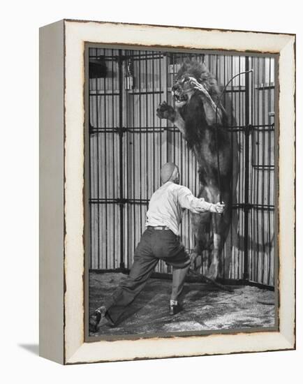 Animal Trainer Jules Jacot Training a Lion, one of the 21 big cats He Will Use Next Year-Wallace Kirkland-Framed Premier Image Canvas