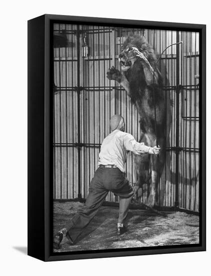 Animal Trainer Jules Jacot Training a Lion, one of the 21 big cats He Will Use Next Year-Wallace Kirkland-Framed Premier Image Canvas