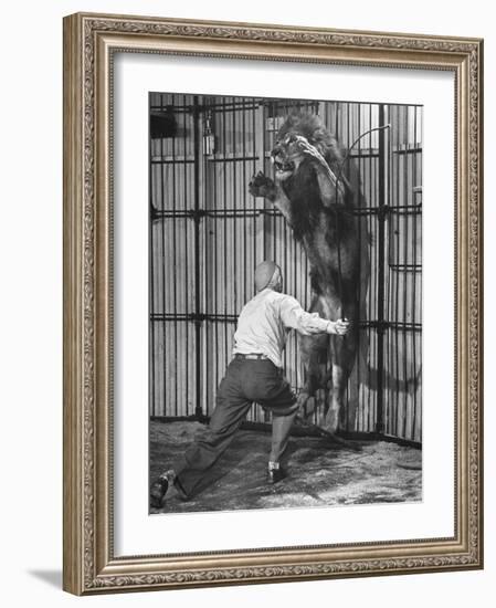 Animal Trainer Jules Jacot Training a Lion, one of the 21 big cats He Will Use Next Year-Wallace Kirkland-Framed Photographic Print