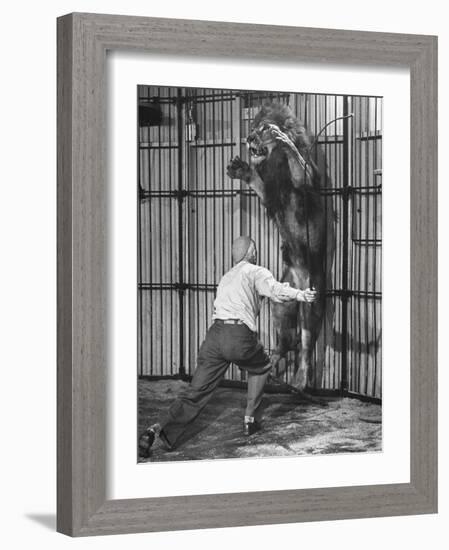 Animal Trainer Jules Jacot Training a Lion, one of the 21 big cats He Will Use Next Year-Wallace Kirkland-Framed Photographic Print