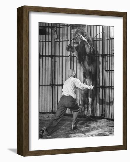 Animal Trainer Jules Jacot Training a Lion, one of the 21 big cats He Will Use Next Year-Wallace Kirkland-Framed Photographic Print