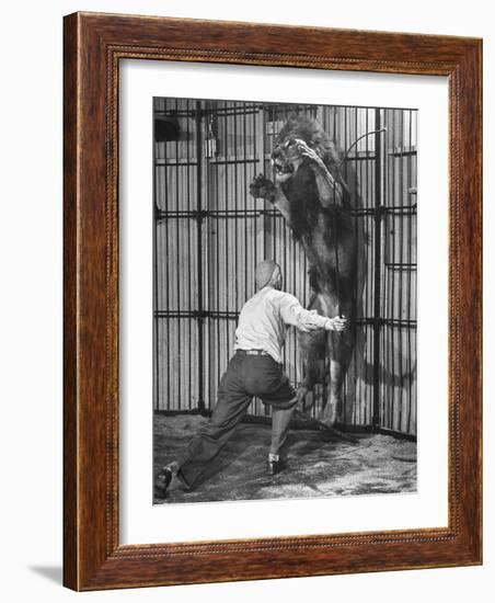 Animal Trainer Jules Jacot Training a Lion, one of the 21 big cats He Will Use Next Year-Wallace Kirkland-Framed Photographic Print