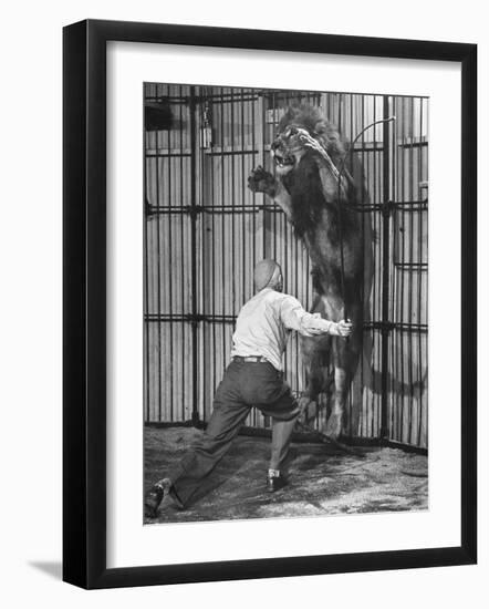 Animal Trainer Jules Jacot Training a Lion, one of the 21 big cats He Will Use Next Year-Wallace Kirkland-Framed Photographic Print