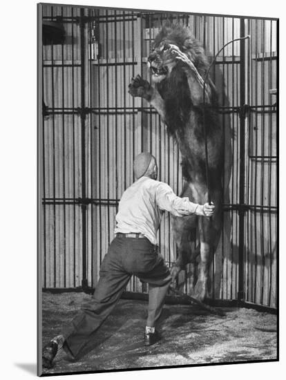 Animal Trainer Jules Jacot Training a Lion, one of the 21 big cats He Will Use Next Year-Wallace Kirkland-Mounted Photographic Print