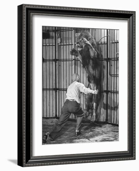 Animal Trainer Jules Jacot Training a Lion, one of the 21 big cats He Will Use Next Year-Wallace Kirkland-Framed Photographic Print