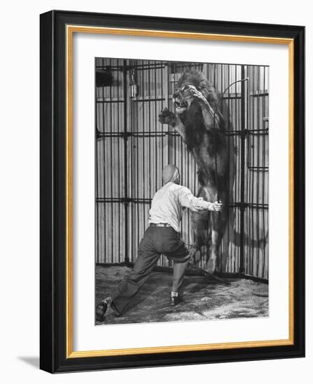 Animal Trainer Jules Jacot Training a Lion, one of the 21 big cats He Will Use Next Year-Wallace Kirkland-Framed Photographic Print