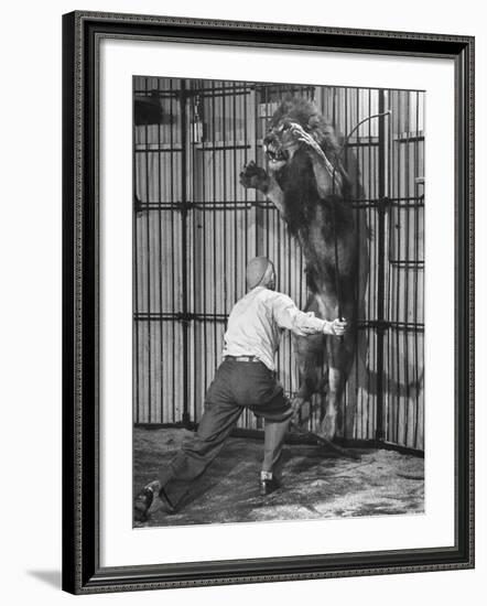 Animal Trainer Jules Jacot Training a Lion, one of the 21 big cats He Will Use Next Year-Wallace Kirkland-Framed Photographic Print