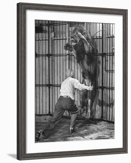 Animal Trainer Jules Jacot Training a Lion, one of the 21 big cats He Will Use Next Year-Wallace Kirkland-Framed Photographic Print