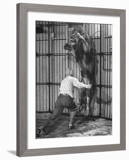 Animal Trainer Jules Jacot Training a Lion, one of the 21 big cats He Will Use Next Year-Wallace Kirkland-Framed Photographic Print