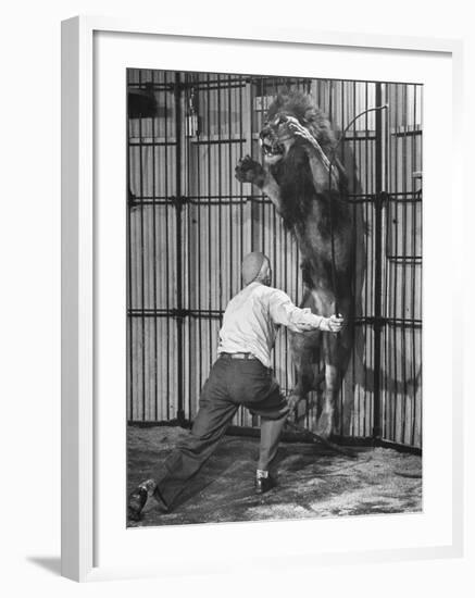 Animal Trainer Jules Jacot Training a Lion, one of the 21 big cats He Will Use Next Year-Wallace Kirkland-Framed Photographic Print