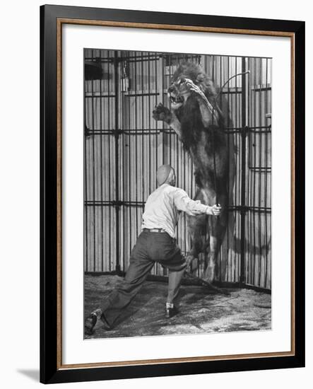 Animal Trainer Jules Jacot Training a Lion, one of the 21 big cats He Will Use Next Year-Wallace Kirkland-Framed Photographic Print