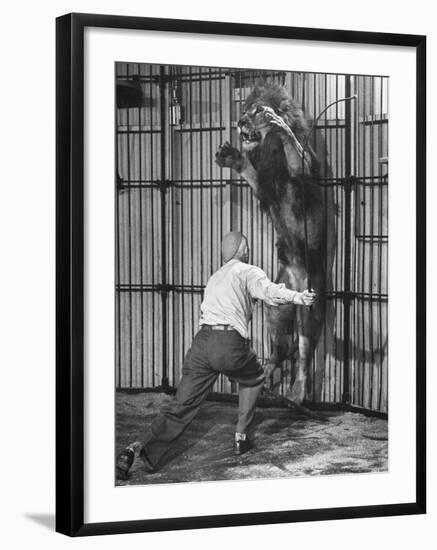 Animal Trainer Jules Jacot Training a Lion, one of the 21 big cats He Will Use Next Year-Wallace Kirkland-Framed Photographic Print