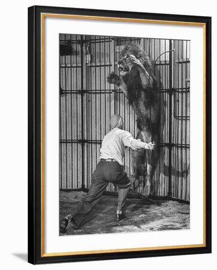 Animal Trainer Jules Jacot Training a Lion, one of the 21 big cats He Will Use Next Year-Wallace Kirkland-Framed Photographic Print