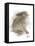 Animal Woodland Rabbit-Matthew Piotrowicz-Framed Stretched Canvas