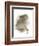 Animal Woodland Rabbit-Matthew Piotrowicz-Framed Art Print