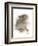 Animal Woodland Rabbit-Matthew Piotrowicz-Framed Art Print