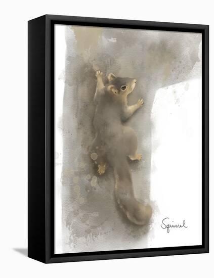 Animal Woodland Squirrel-Matthew Piotrowicz-Framed Stretched Canvas