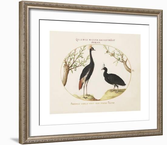 Animalia Collective - Crowned Birds-Joris Hoefnagel-Framed Premium Giclee Print