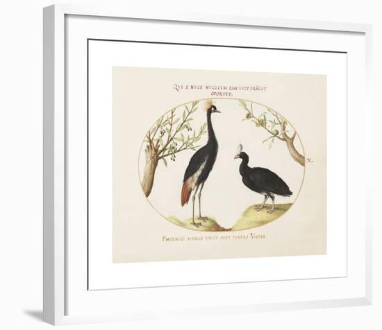 Animalia Collective - Crowned Birds-Joris Hoefnagel-Framed Premium Giclee Print