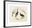 Animalia Collective - Crowned Birds-Joris Hoefnagel-Framed Premium Giclee Print