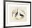 Animalia Collective - Crowned Birds-Joris Hoefnagel-Framed Premium Giclee Print
